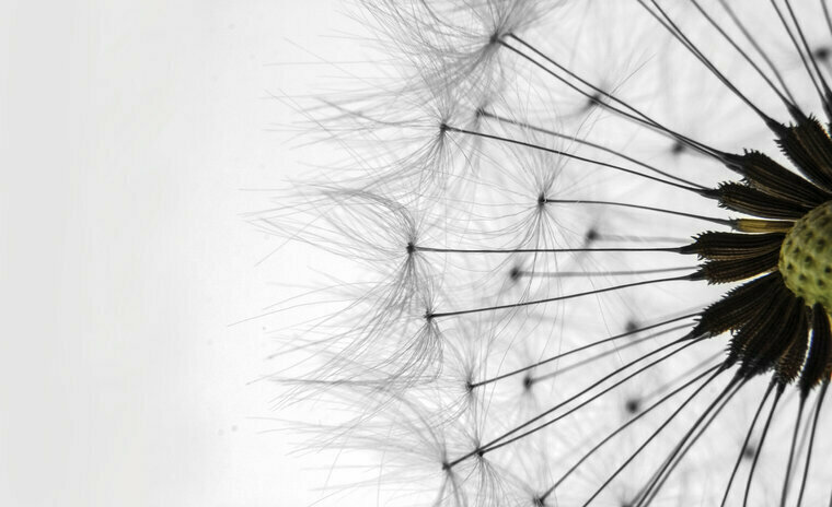 FBK Paardenbloem Fotobehang 1023 Behang