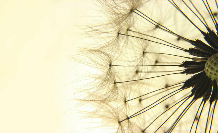 FBK Bloemen Fotobehang 1026 Behang