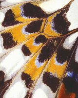 Casadeco Nicaragua NICA87313418 - Oranje Behang