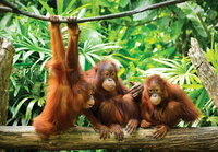 FBK Orang Oetans Fotobehang 3577 Behang
