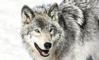 FBK Dieren Fotobehang 2939 Behang