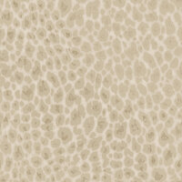 Dutch First Class Essence 99531 (incl. Gratis Lijm*) Creme