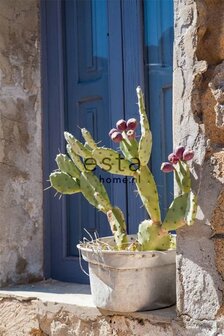 cactus mural 158610 - Groen - Blauw - Beige Behang