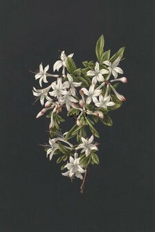 Esta Blush 158885 - Zwart Behang