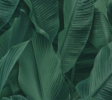 Montecolino Folium FO17813 Dark Green Banana Leaves Behang