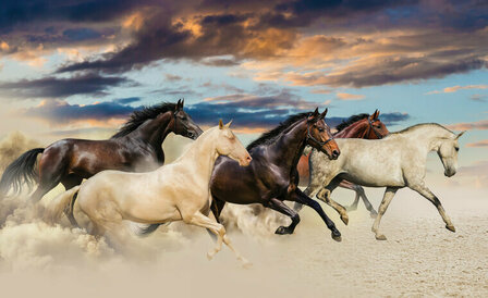 FBK Paarden Fotobehang 2964 Behang
