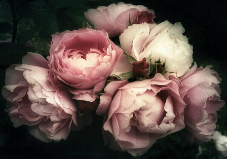 FBK Bloemen Fotobehang 13298 Behang