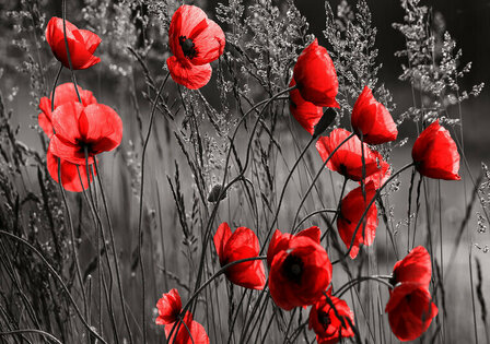 FBK Bloemen Fotobehang 11763 Behang
