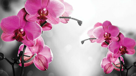 FBK Bloemen Fotobehang 1034 Behang