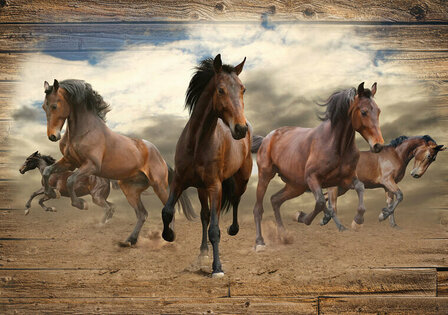 FBK Paarden Fotobehang 10083 Behang
