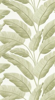 Caselio Borneo (*Met Gratis Lijm!) BORN106547003 - Groen
