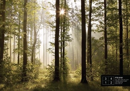 AG Design Fotobehang Bos FTS0181