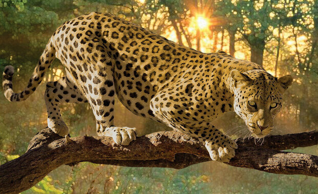 FBK Jaguar Fotobehang 242 Behang