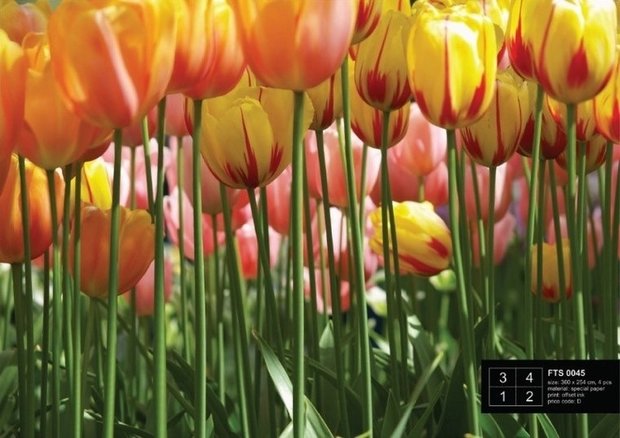 AG Design Fotobehang Tulpen FTS0045
