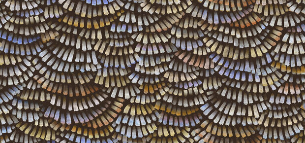 Arte Moooi Memento DANDELION CRANES MO4021 Behang