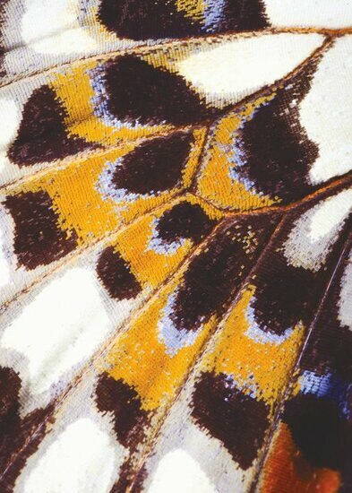 Casadeco Nicaragua NICA87323418 - Oranje Behang