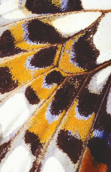 Casadeco Nicaragua NICA87333418 - Oranje Behang