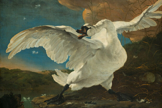 FBK Rijksmuseum De Bedreigde Zwaan Jan Asselijn RM13 Behang