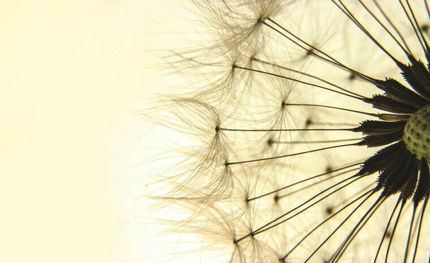 FBK Bloemen Fotobehang 1026 Behang