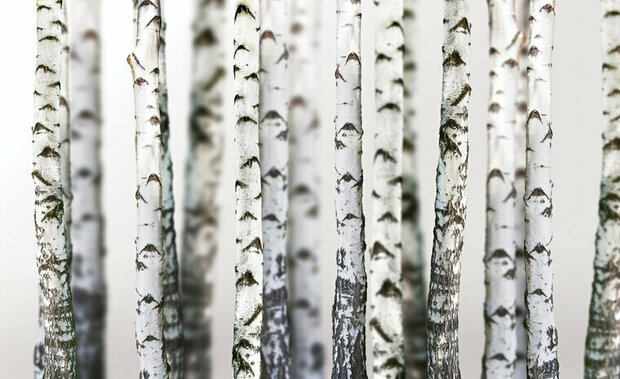 FBK Berkenbos Fotobehang 1970 Behang