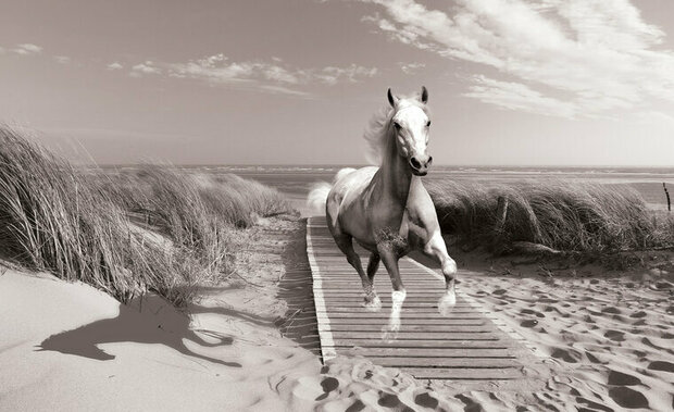 FBK Paard op het strand Fotobehang 3136 Behang