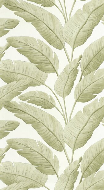 Caselio Borneo (incl. Gratis Lijm*) BORN106547003 - Groen