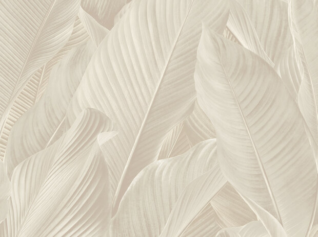 Dutch First Class Tahiti Banya 13302FC Creme