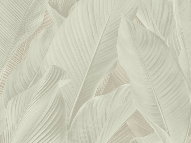 Dutch First Class Tahiti Banya 13305 Creme