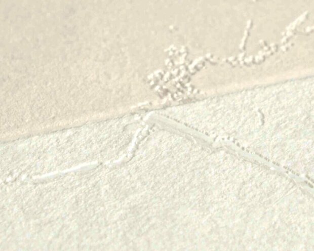 AS Creation Versace VI / 6 79174-6 Cr&egrave;me