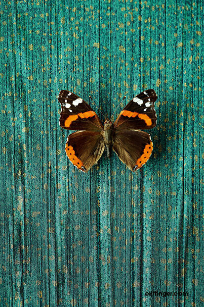 Eijffinger Masterpiece 358061 (incl. Gratis Lijm*)