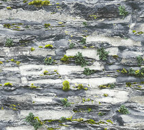 AS Creation Il Decoro 36492-1 | 364921 - Grijs / Zwart Behang