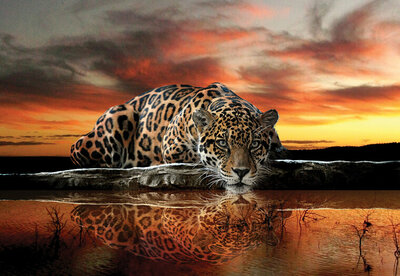 FBK Jaguar Fotobehang 126