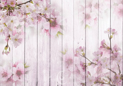 FBK Hout Cherry Blossom Fotobehang 11468