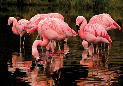 FBK Flamingo Fotobehang 3616