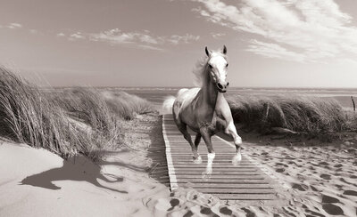 FBK Paard op het strand Fotobehang 3136