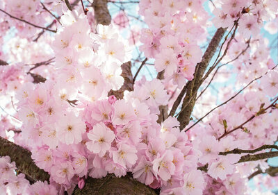FBK Cherry Blossom Fotobehang 13283