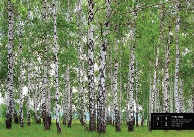AG Design Fotobehang Berkenbos FTS1304