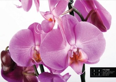 AG Design Fotobehang Paarse Orchidee?n FTS0049