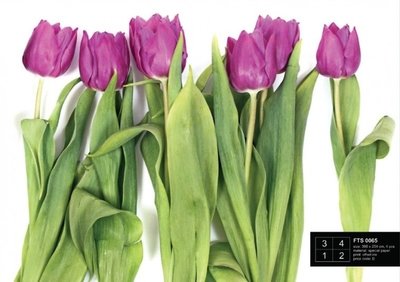 AG Design Fotobehang Paarse Tulpen FTS0065
