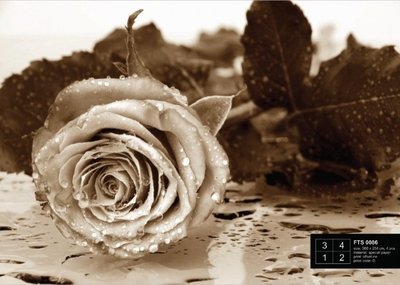 AG Design Fotobehang Roos Sepia FTS0086