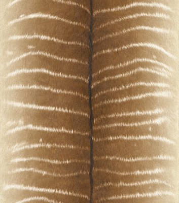 Rasch African Queen II 473520