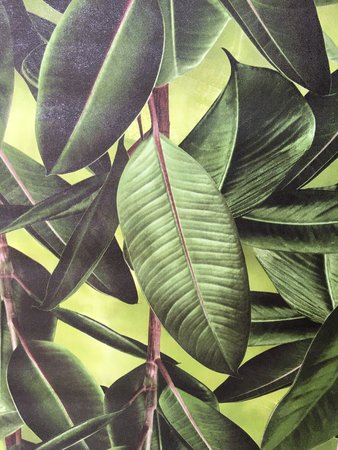 The Botanical Collection - SN6201