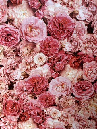 The Botanical Collection - AS21204