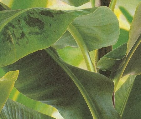 As Banana leaf