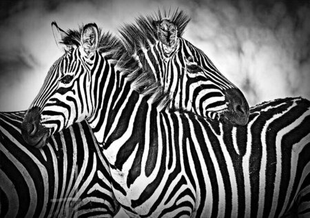 FBK Dieren Fotobehang 3605
