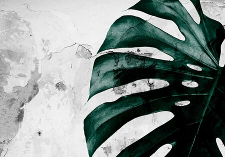 FBK Monstera Fotobehang 13516