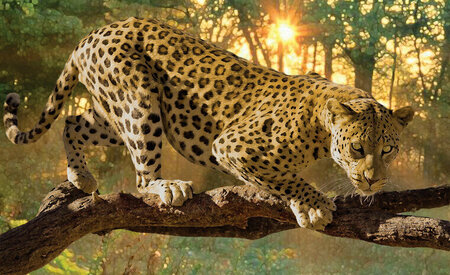 FBK Jaguar Fotobehang 242