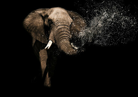 FBK Olifant Fotobehang 11762