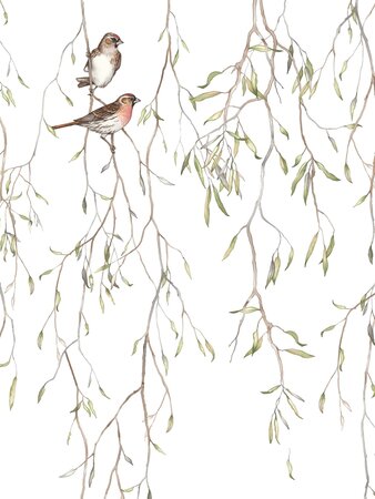 Boråstapeter Studio Spring birds 9447W